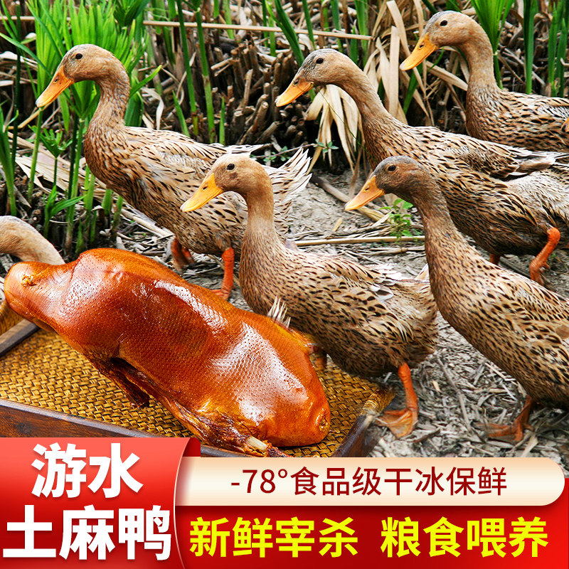 密水农家散养麻鸭 新鲜土鸭子 整只煲汤 红烧鸭肉 生鲜麻鸭5斤