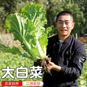 新鲜冬储大白菜约9斤 适合炒吃 口感脆甜 本地自种 老北京白菜
