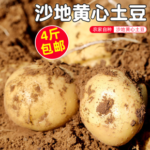 2000g 时令现摘蔬菜 密云农家自种土豆 新鲜马铃薯