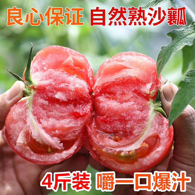 密云农家 西红柿 新鲜现摘沙瓤带籽自然熟爆汁水果番茄酸甜包邮