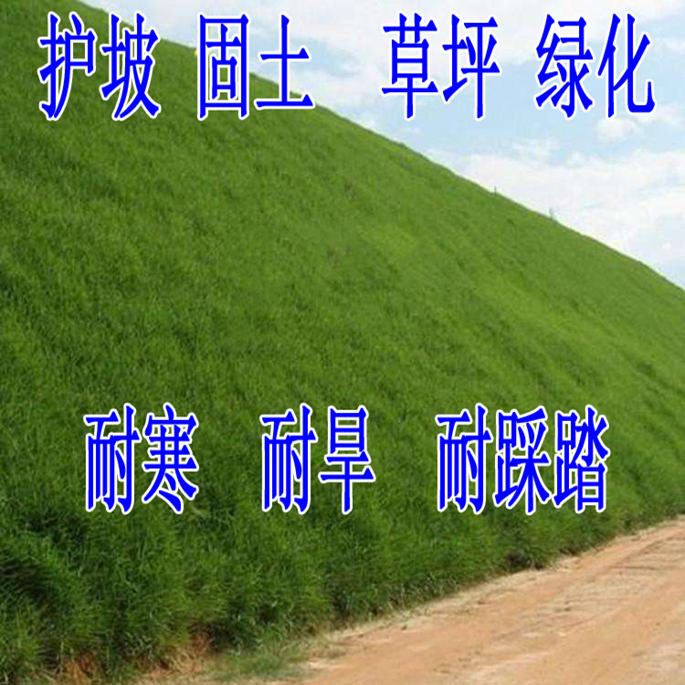护坡固土草种 护坡草种子草籽 绿化草坪种子四季青耐旱抗热护坡王