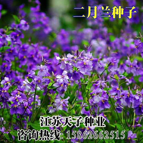 四季易播耐阴景观花卉绿化二月兰