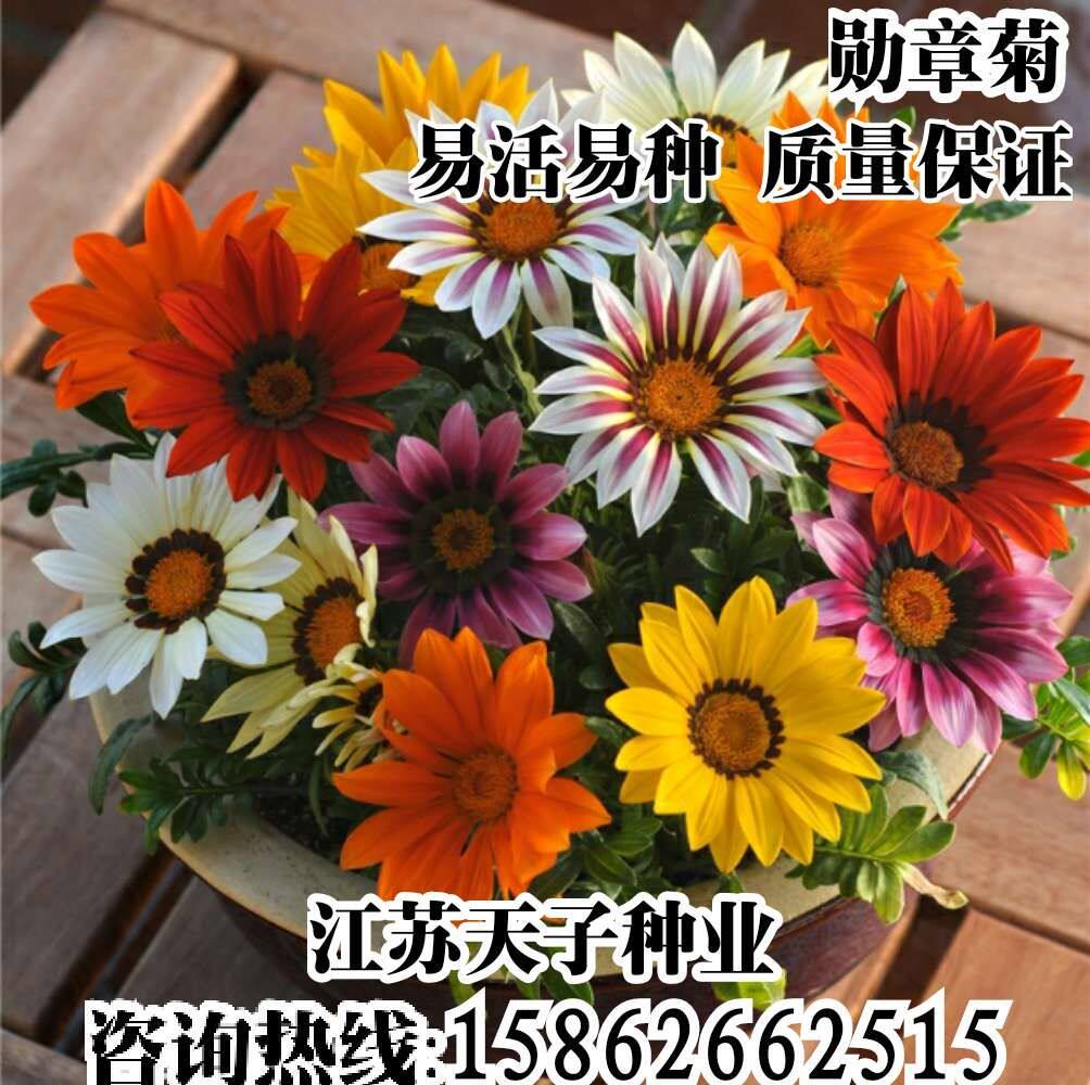 勋章菊种子混色勋章花籽盆栽花海多年生观花种子宿根矮小花卉耐寒