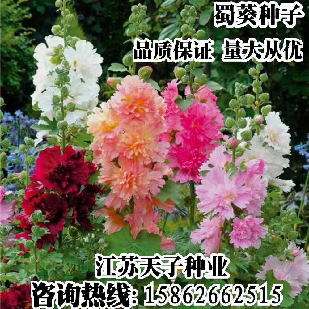 蜀葵花种子一丈红景观园林绿化草花种子春秋播多年生宿根花籽包邮