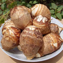 25年正宗山东牛奶小芋头新鲜毛芋头现挖奶油芋艿软糯丝滑当季 蔬菜