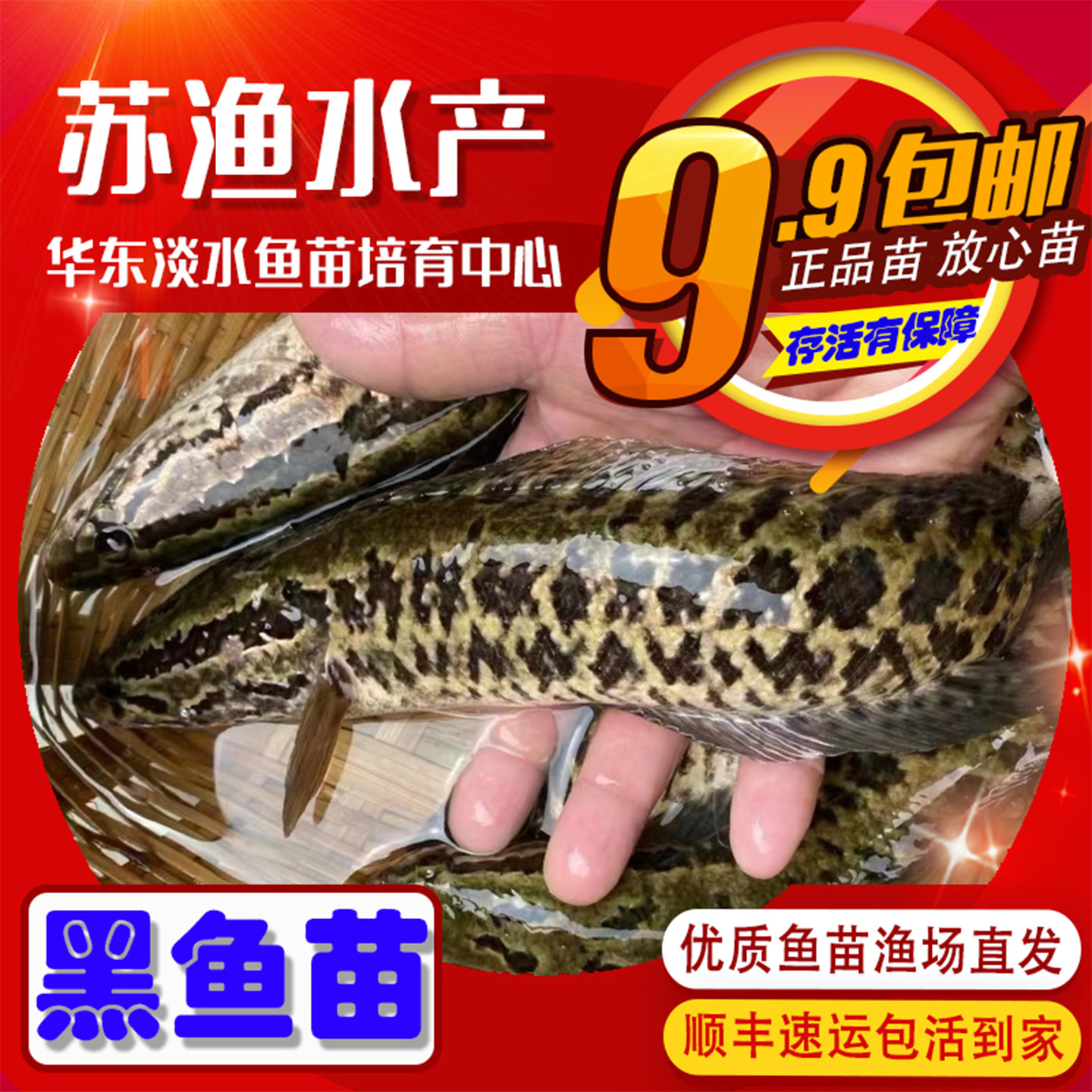 本土黑鱼苗乌鳢生鱼苗凶猛养殖乌鱼苗狗鱼财鱼苗路亚淡水养殖