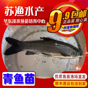 大规格青鱼苗螺蛳青鱼乌青灰草鱼乌鲩鱼活体淡水池塘套养四大家鱼