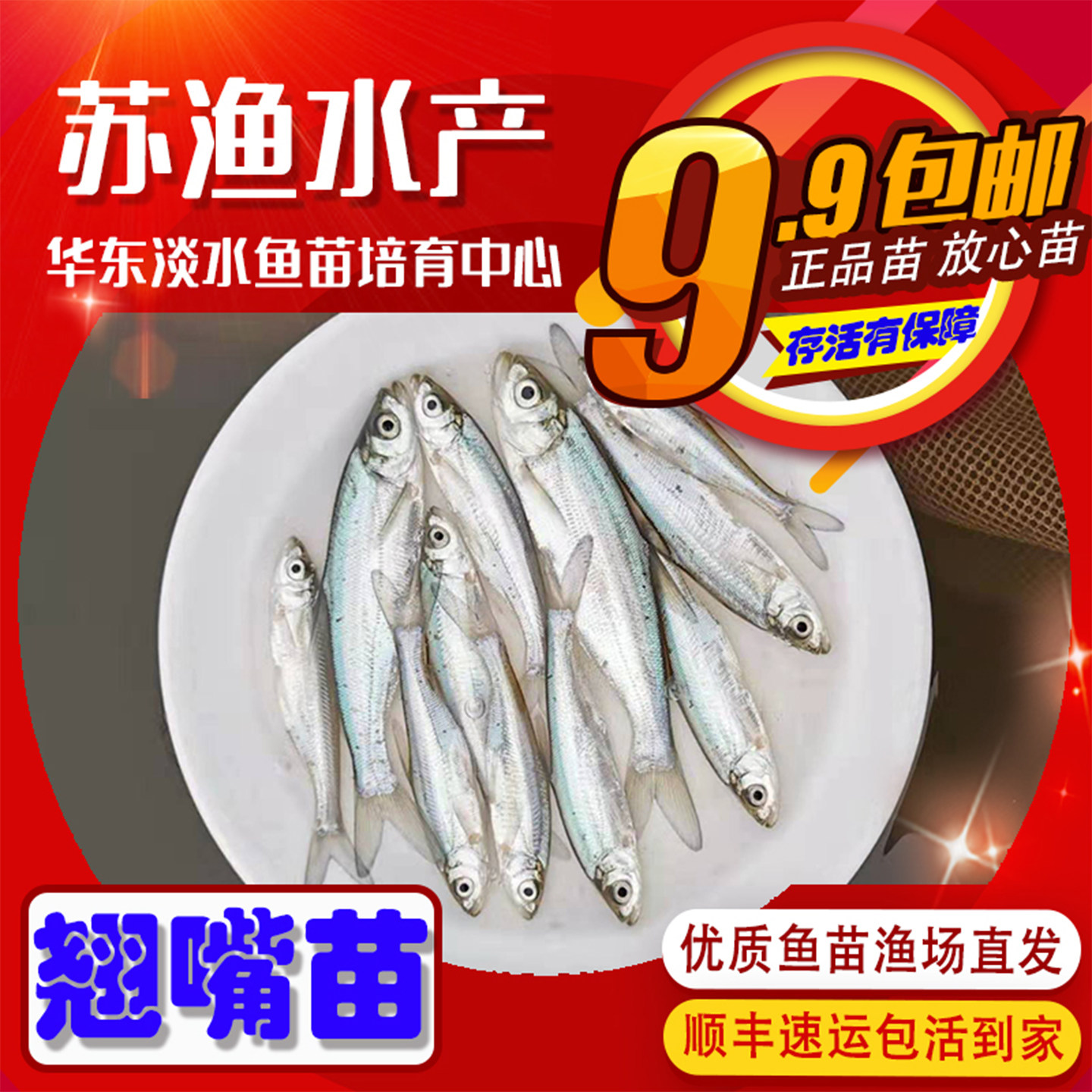 翘嘴鱼苗翘嘴鲌白鱼苗刁子鱼大米翘壳翘嘴巴撅嘴鱼苗淡水鱼苗活体