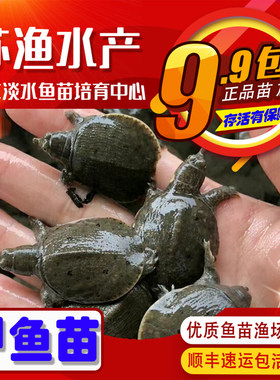 甲鱼苗乌鳖淡水养殖高存活涨势快
