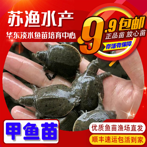 甲鱼苗乌鳖淡水养殖高存活涨势快