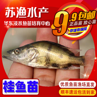 正宗桂鱼苗鳜鱼苗季花鱼苗翘嘴鳜白鳜斑鳜淡水鱼养殖贵鱼苗路亚