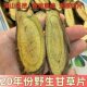 20年份深山野生老甘草切片500g特级中药材纯天然晾晒无硫保真正品