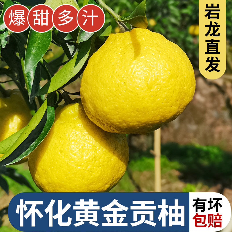怀化洪江黄金贡柚象山青桔柚春香桔柚爆甜湖南小柚子爆汁新鲜水果