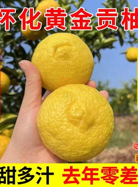 正宗怀化洪江黄金贡柚象山青桔柚春香桔柚湖南小柚子当季新鲜水果