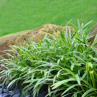 庭院园林绿化地被植物 金边麦冬草长叶麦冬四季常青 矮麦冬草植物