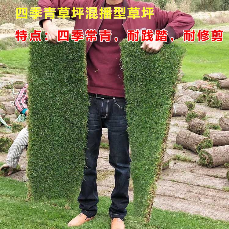 免修剪四季常青带泥种子草皮