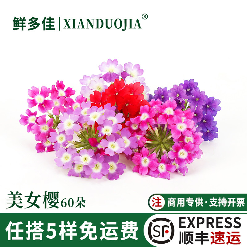美女樱新鲜鲜花可食用花装饰花草