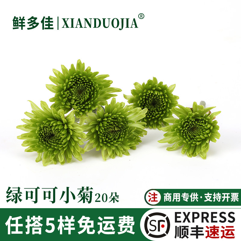 新鲜绿可可小菊绿色小菊花装饰
