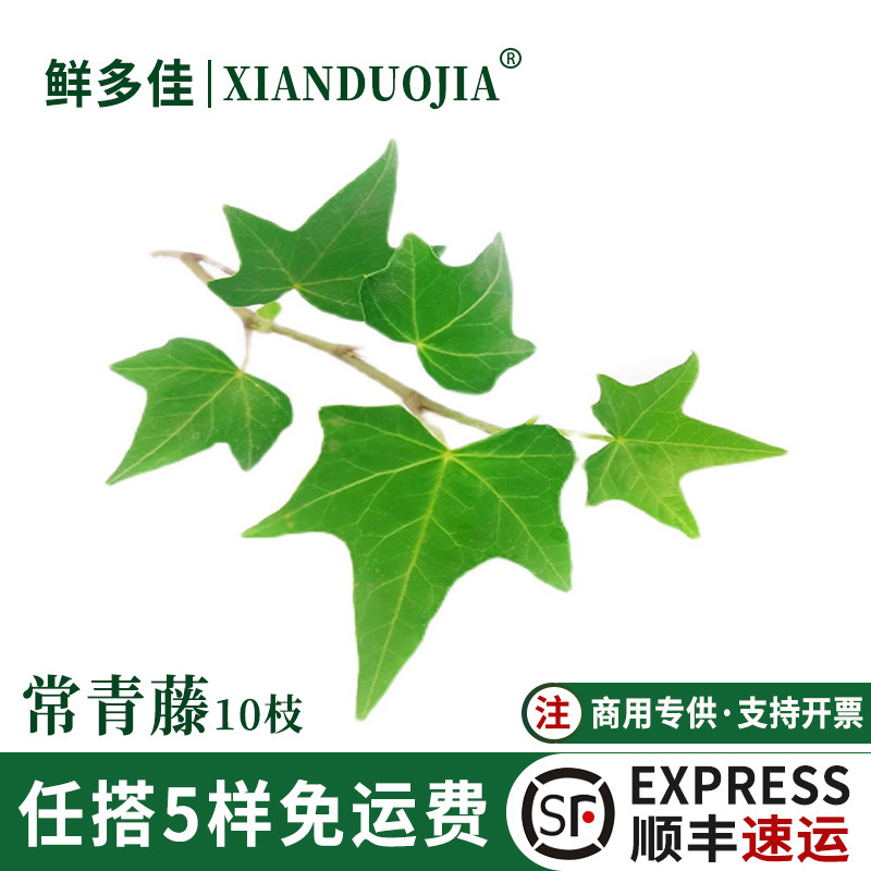 常青腾头新鲜常春藤长青藤装饰
