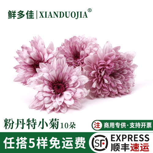 粉色丹特小菊新鲜迷你彩菊鲜花