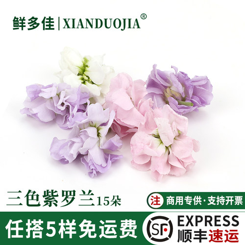 新鲜紫罗兰花多色混搭装饰鲜花