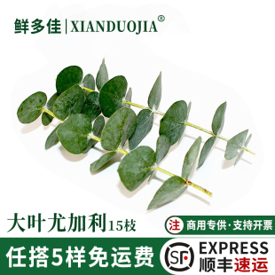 大叶尤加利新鲜桉树叶酒店日料西餐摆盘装饰花草蛋糕烘焙冷艺点缀