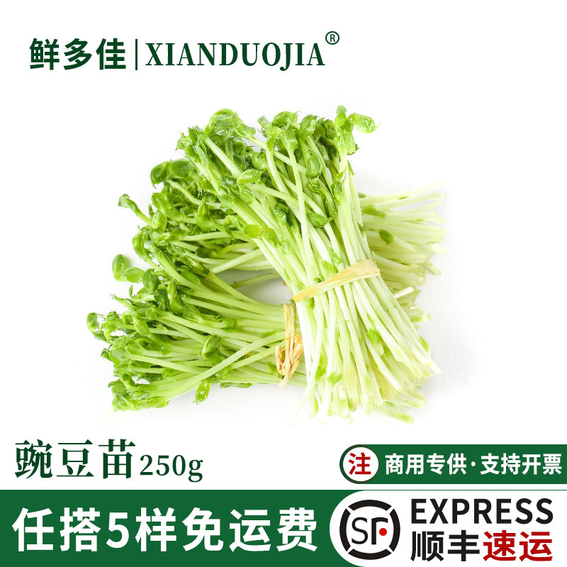 新鲜蔬菜豌豆苗碗豆尖豌豆芽苗菜