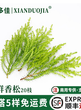 新鲜香松金冠柏非黄金柳芽酒店冷艺烘焙日料西餐摆盘装饰花草点缀