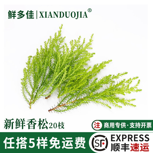 新鲜香松金冠柏非黄金柳芽摆盘