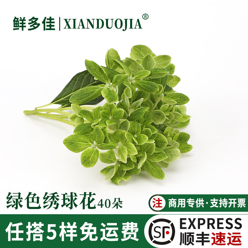 绿色绣球花新鲜青绣球装饰鲜花