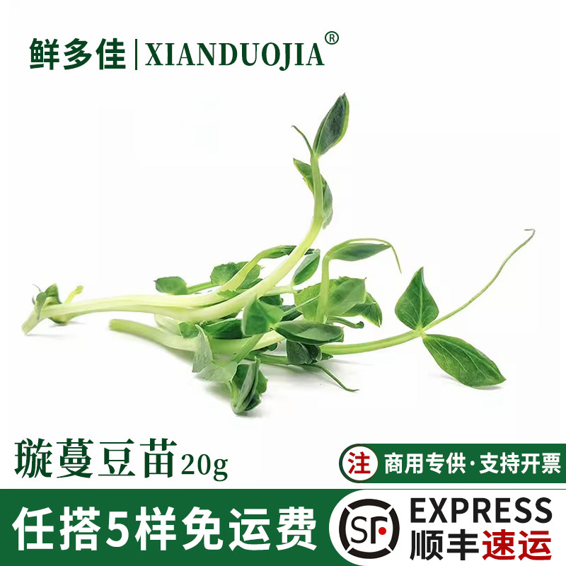 新鲜旋蔓豆苗可食用沙拉芽苗蔬菜