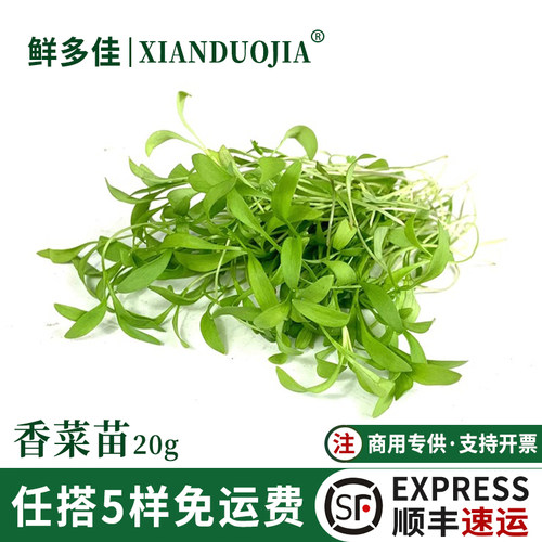 新鲜香菜苗蔬菜苗可食用芽苗蔬菜
