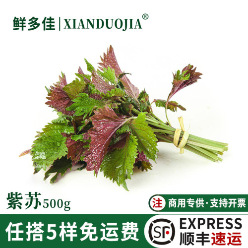 广西新鲜紫苏叶可食用料理提香