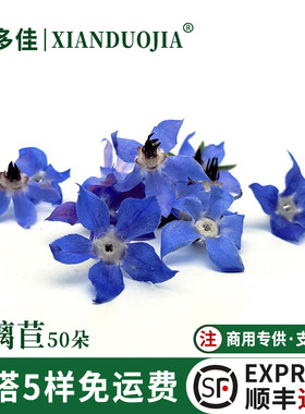 琉璃苣新鲜蓝星花盘饰花装饰鲜花