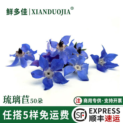 琉璃苣新鲜蓝星花盘饰花装饰鲜花