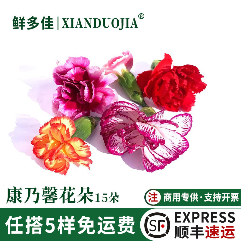 康乃馨花朵新鲜鲜花多色康乃馨