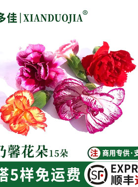 康乃馨花朵新鲜鲜花多色康乃馨