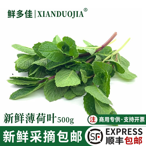 薄荷叶新鲜食用调酒吧台奶茶店用