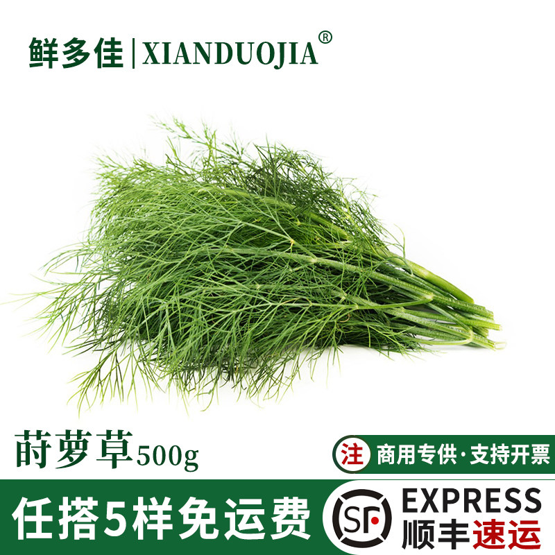 新鲜莳萝草食用香料菜刁草Dill土茴香酒店西餐摆盘调料调味蔬菜