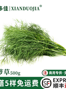 新鲜莳萝草食用香料菜刁草Dill土茴香酒店西餐摆盘调料调味蔬菜