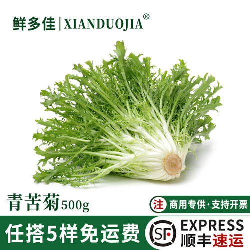 苦菊生菜新鲜苦细叶生菜沙拉蔬菜