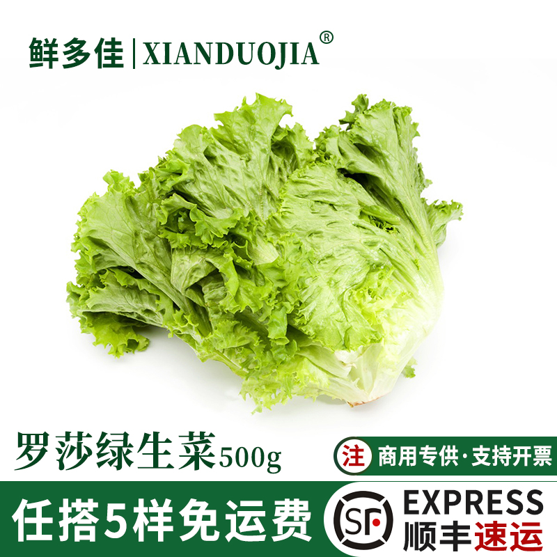 罗莎绿新鲜生菜绿珊瑚蔬菜沙拉