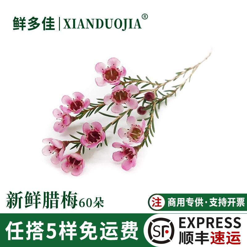 新鲜腊梅澳梅花粉色腊梅花摆盘