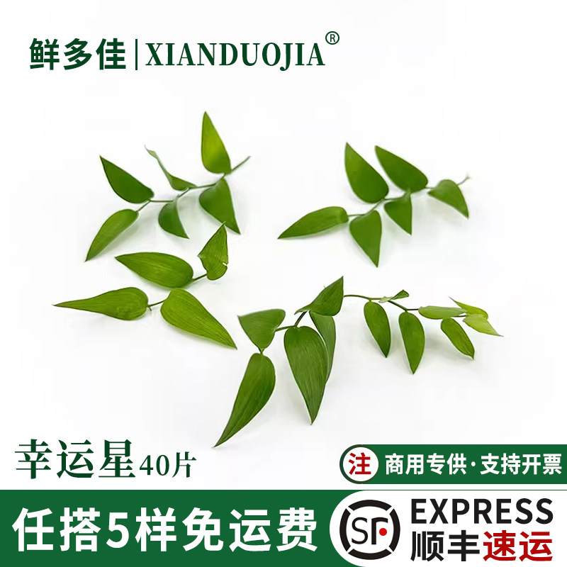 幸运星新鲜阔叶舞竹幸运草装饰草