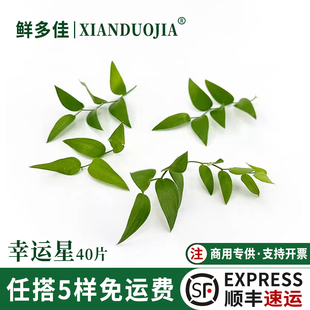 幸运星新鲜阔叶舞竹幸运草腾树苗酒店日料刺身西餐摆盘装饰花草