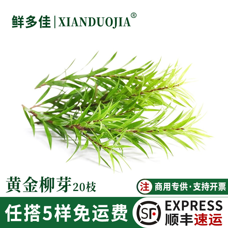 黄金柳芽新鲜嫩芽黄金银柳饮品烘焙蛋糕西餐摆盘装饰花草食用绿植