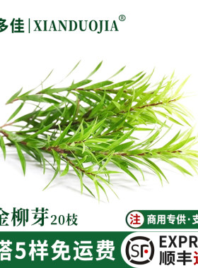 黄金柳芽新鲜嫩芽黄金银柳装饰草