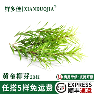 黄金柳芽新鲜嫩芽黄金银柳饮品烘焙蛋糕西餐摆盘装饰花草食用绿植