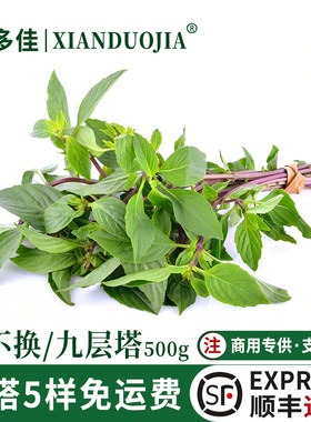 九层塔食用新鲜金不换非罗勒叶