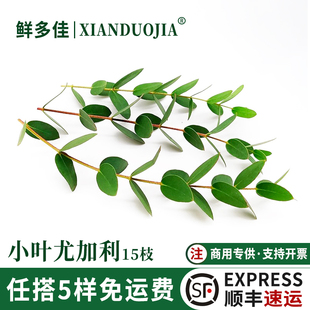 小叶尤加利新鲜桉树叶尤加利酒店西餐摆盘装饰花草蛋糕烘焙点缀